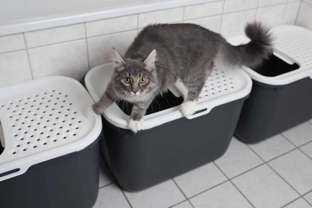 where to position litterbox