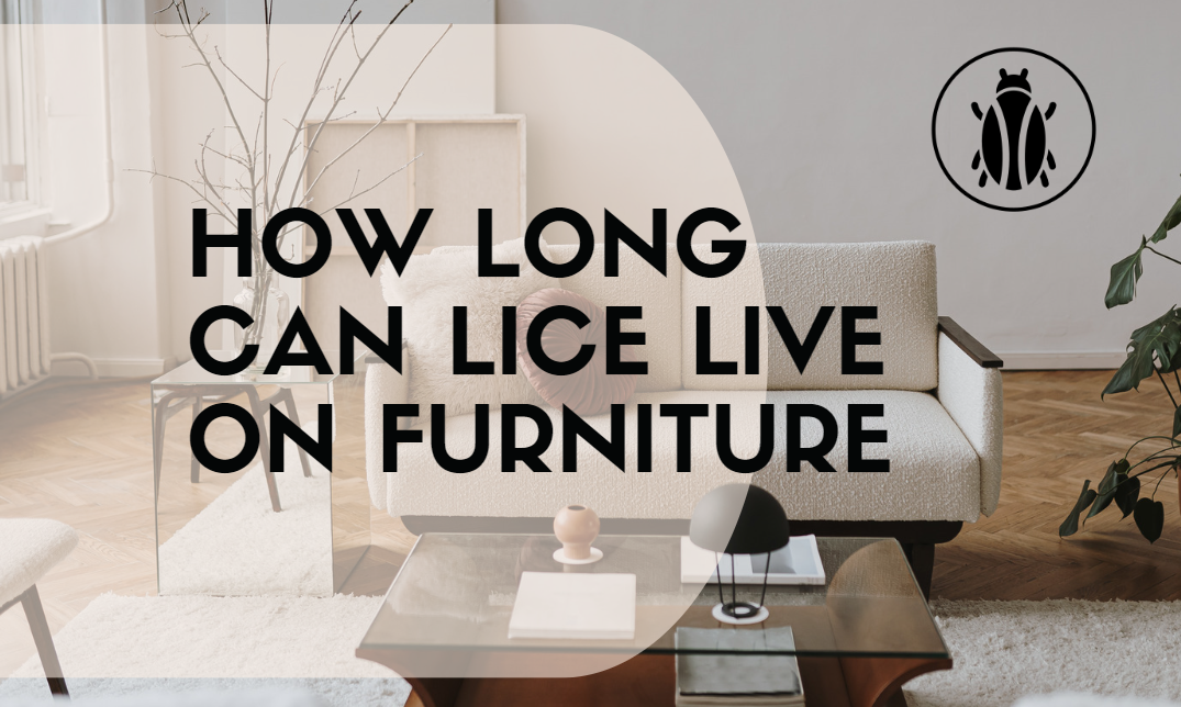 How Long Can Lice Live on Furniture