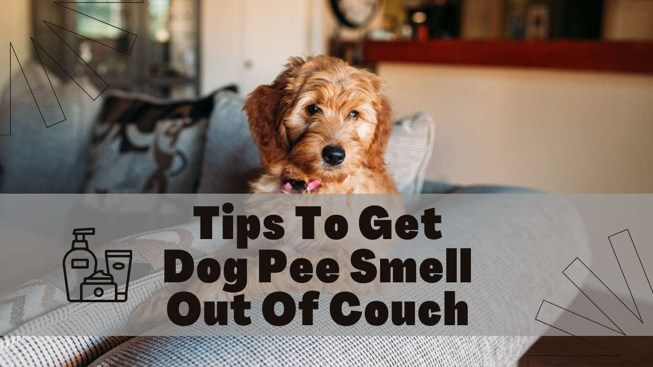 Tips To Get Dog Pee Smell Out Of Couch